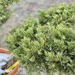 Borievka prostredná (Juniperus x Media) ´PFITZERIANA AUREA´ - výška 60-80 cm, priemer: 150-200 cm, kont. C55L - BONSAJ (-30°C)